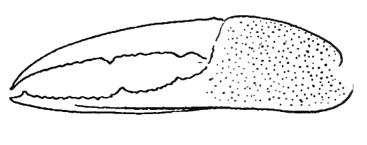 Uca annulipes: Barnard (1950) image