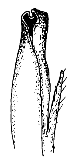 Austruca annulipes: Bott (1973) image