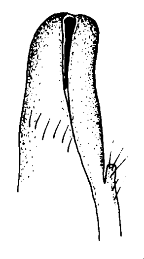 Austruca inversa: Bott (1973) image