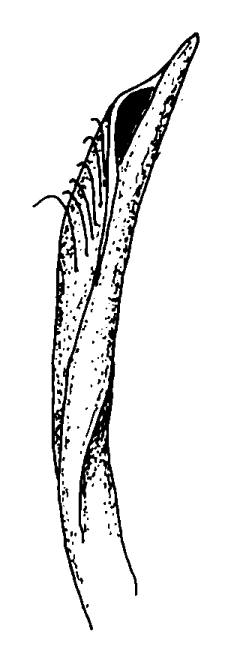 Gelasimus platydactylus: Bott (1973) image