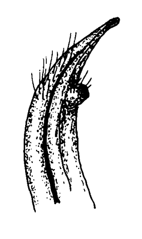 Heteruca hereopleura: Bott (1973) image