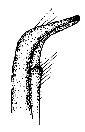 Leptuca stenodactyla: Bott (1973) image