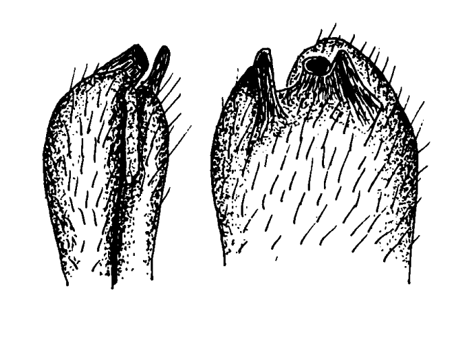 Mesuca paradussumieri: Bott (1973) image