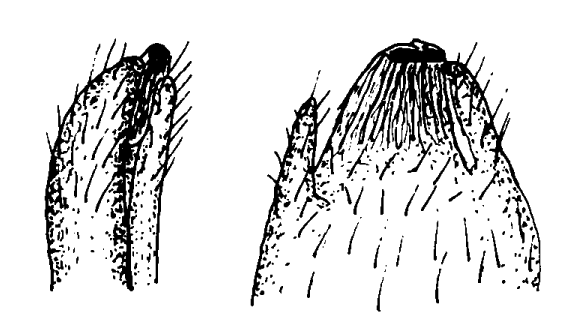 Mesuca rhizophorae: Bott (1973) image