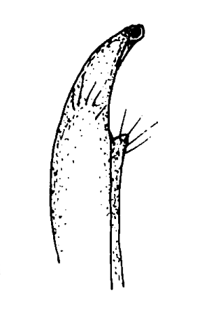 Paraleptuca chlorophtalma: Bott (1973) image