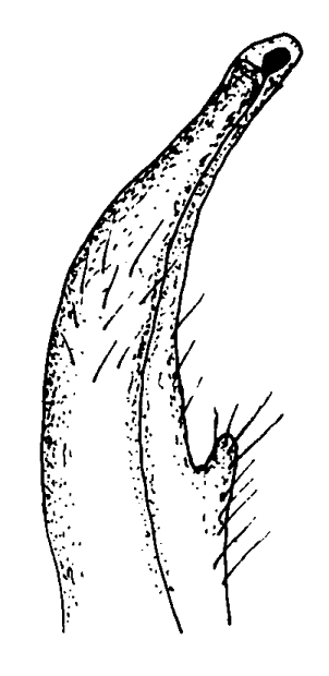 Paraleptuca gaimardi: Bott (1973) image