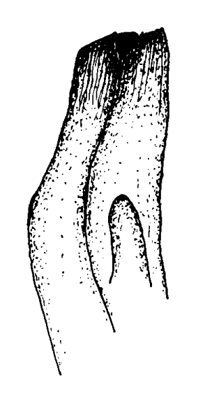 Planuca macrodactyla: Bott (1973) image