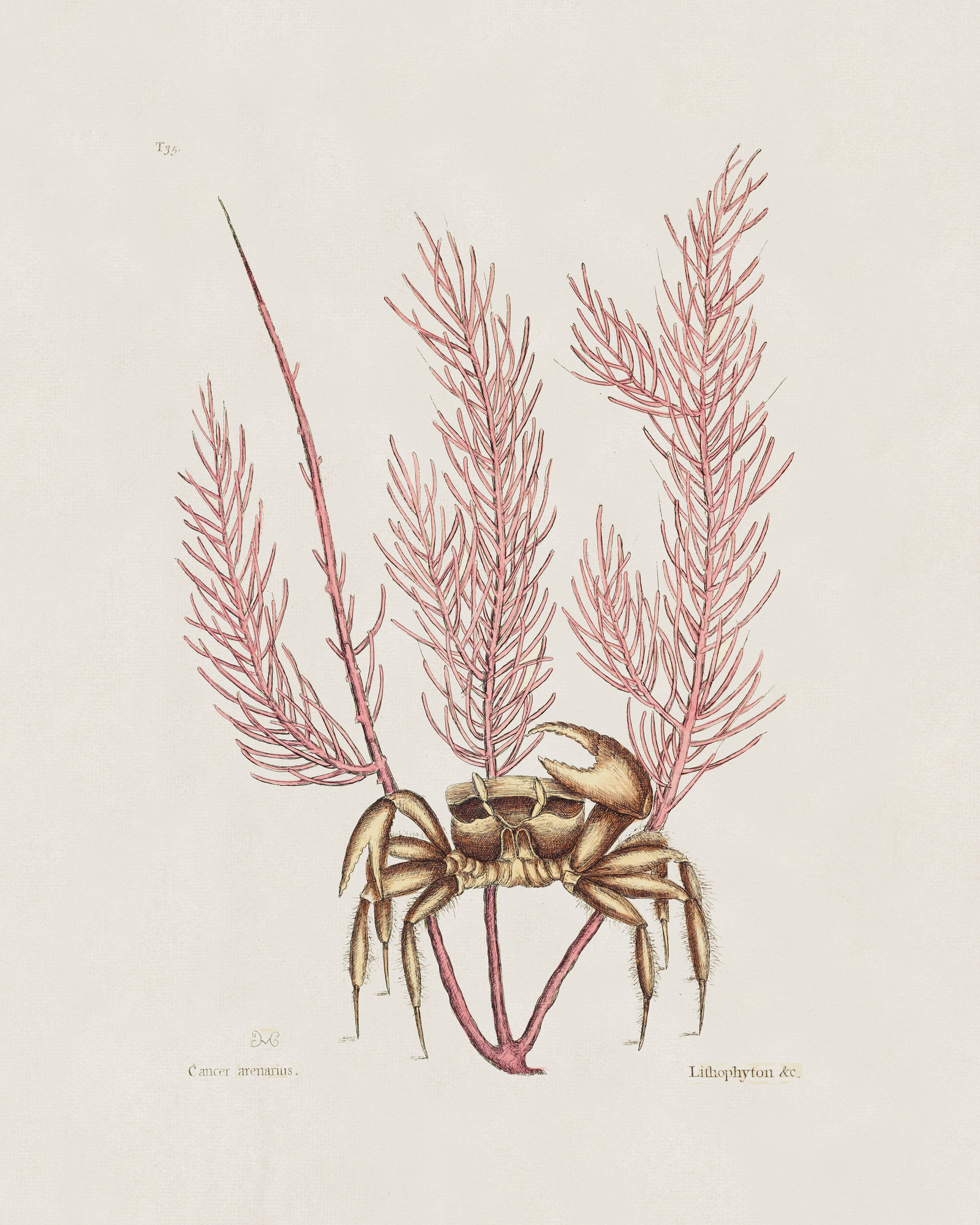 Cancer arenareus (The Sand Crab): Catesby (1743) image