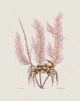 Cancer arenareus (The Sand Crab) thumbnail