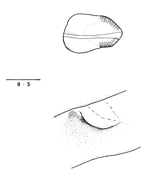 Uca inversa: Collins <em>et al.</em> (1984) image