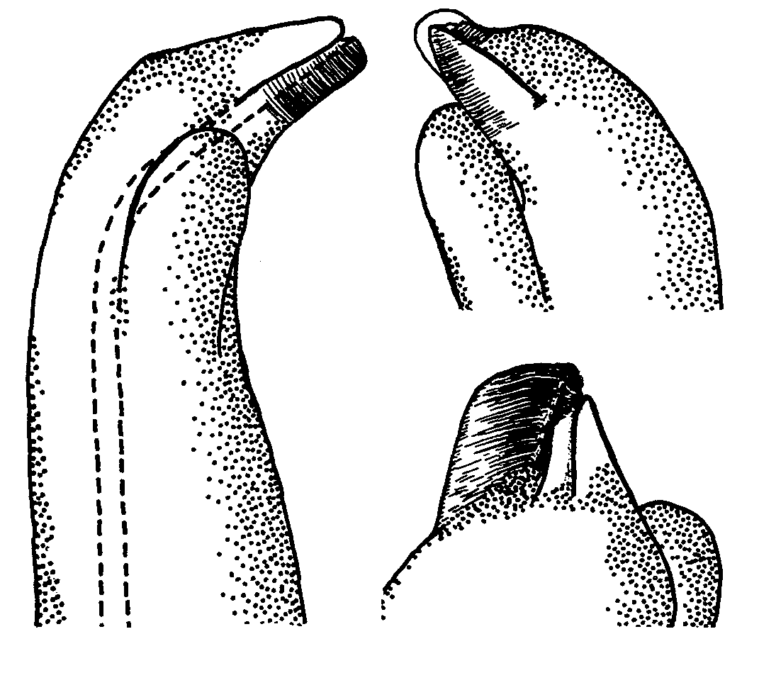 Uca brevifrons: Crane (1975) image