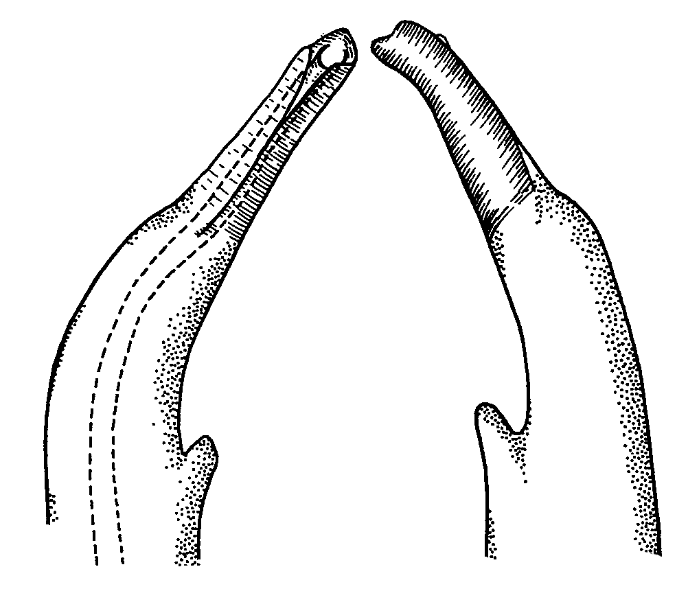 Uca chlorophthalmus crassipes: Crane (1975) image