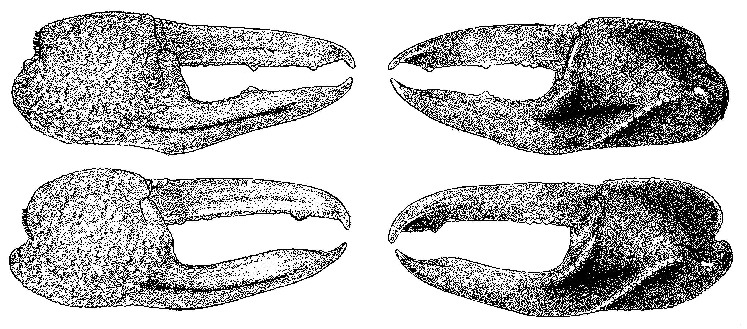 Uca coarctata coarctata: Crane (1975) image