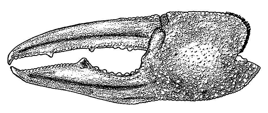 Uca coarctata flammula: Crane (1975) image