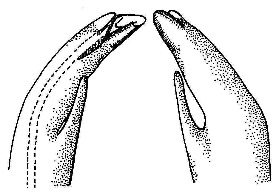 Uca crenulata crenulata: Crane (1975) image