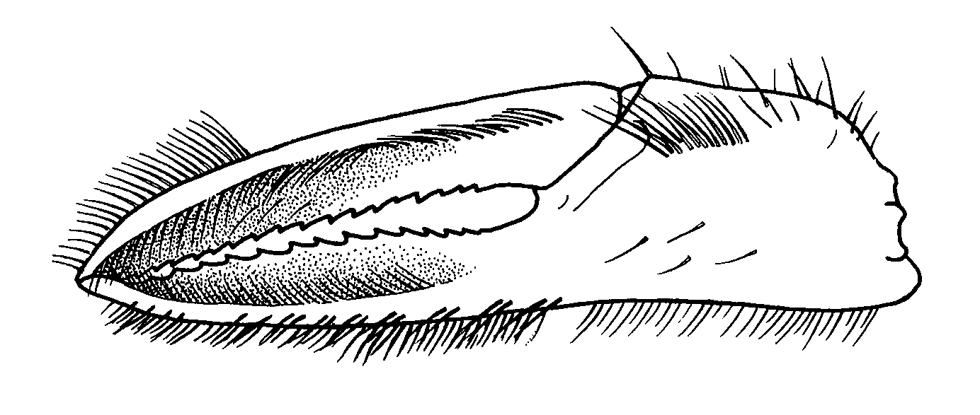 Uca dussumieri spinata: Crane (1975) image
