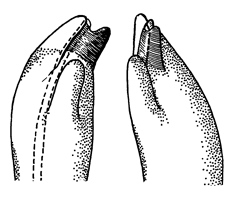 Uca galapagensis herradurensis thumbnail