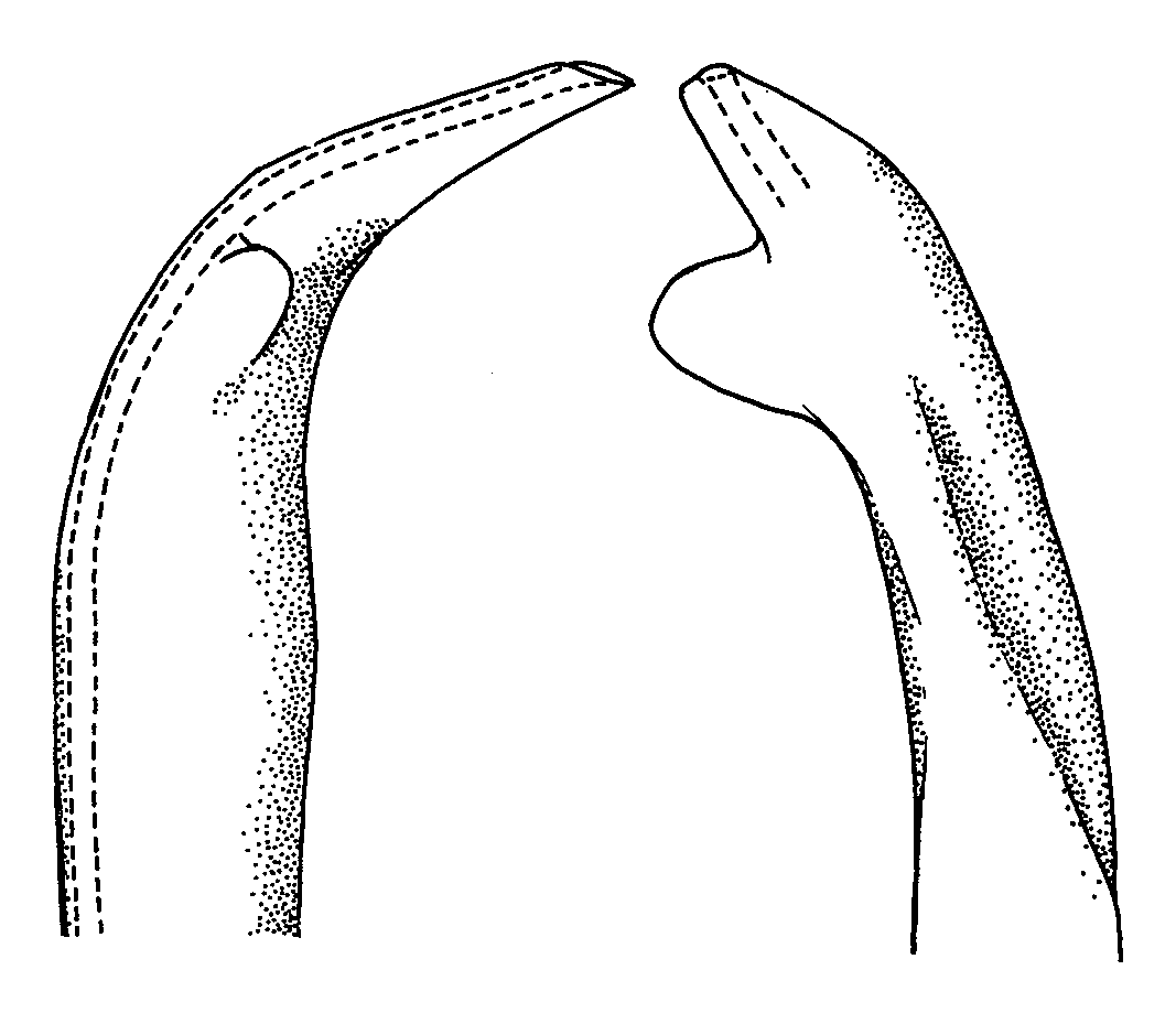 Uca heteropleura: Crane (1975) image