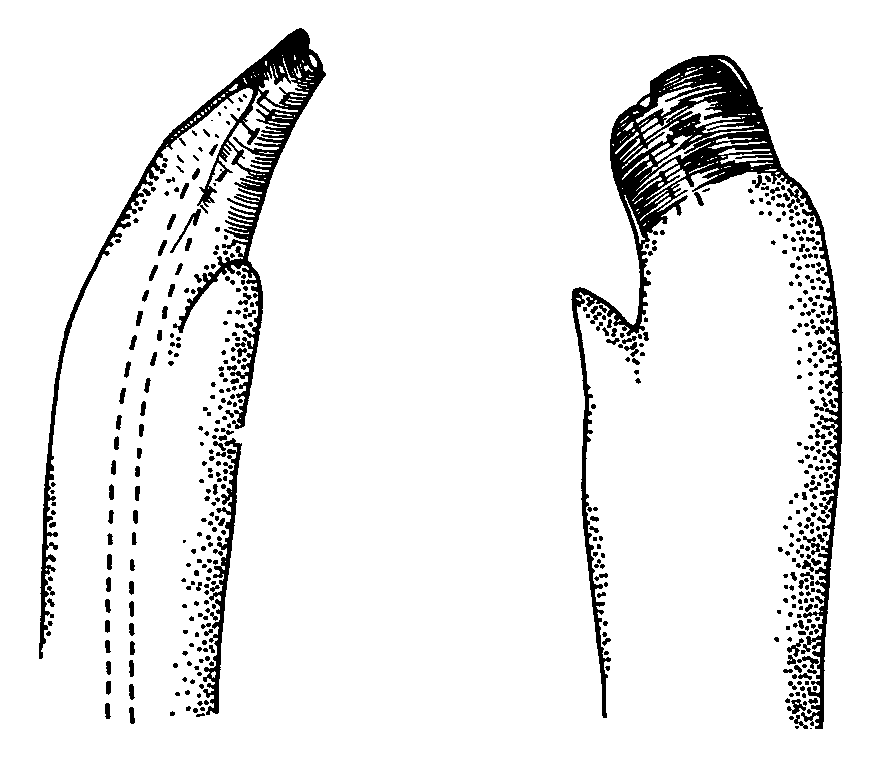 Uca inversa sindensis: Crane (1975) image
