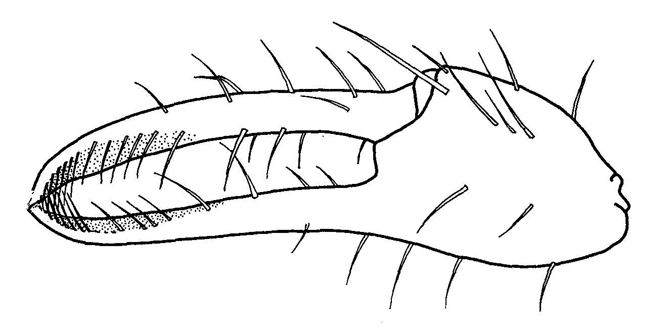 Uca lactea annulipes: Crane (1975) image