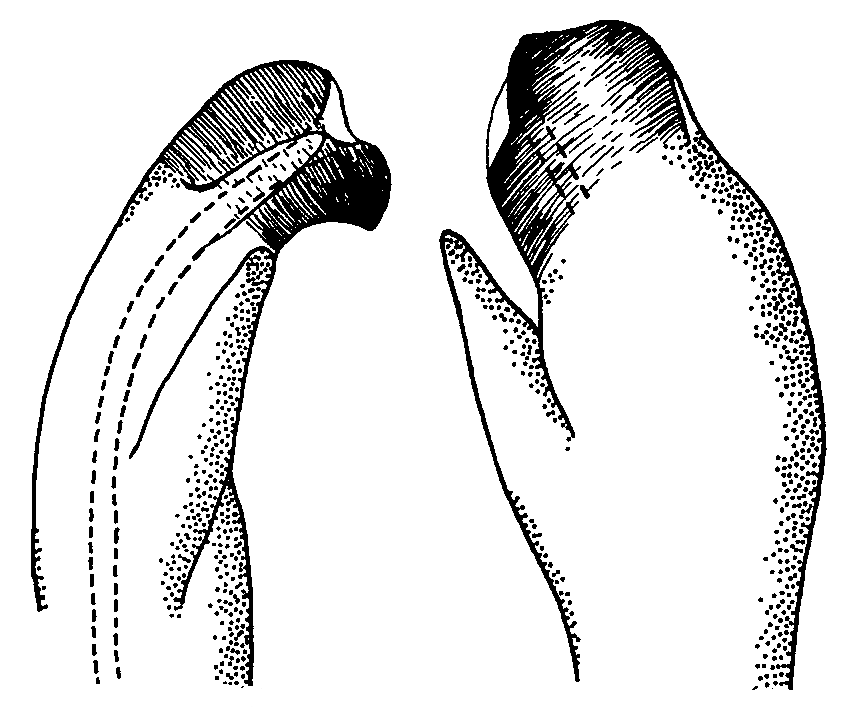 Uca lactea perplexa: Crane (1975) image