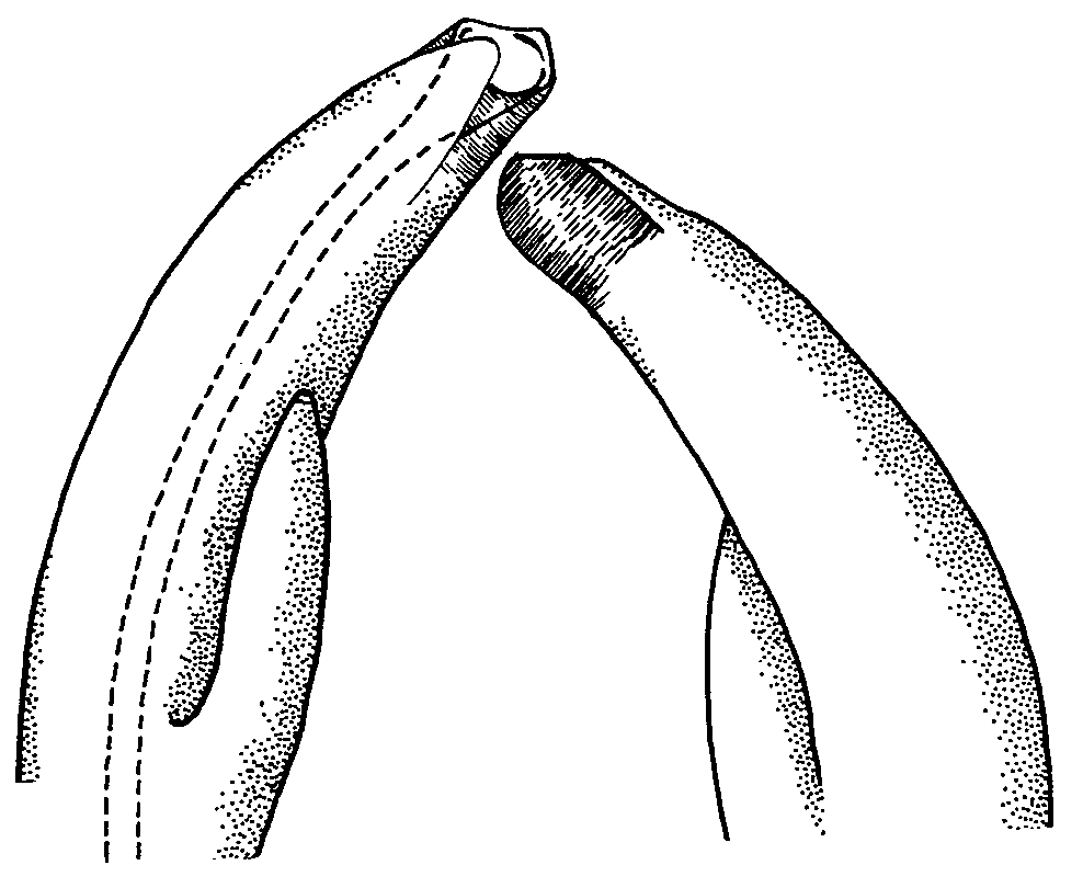 Uca limicola: Crane (1975) image