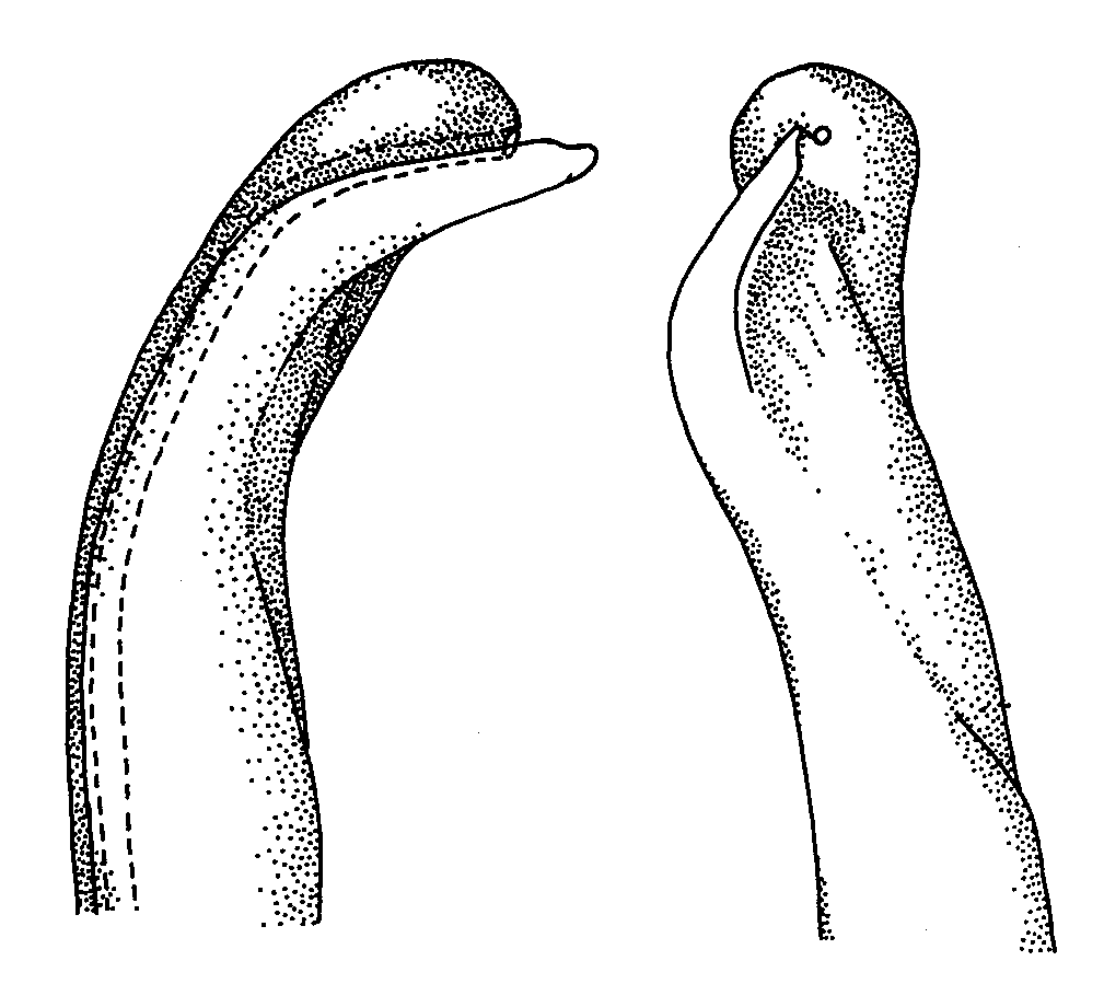 Uca maracoani maracoani: Crane (1975) image