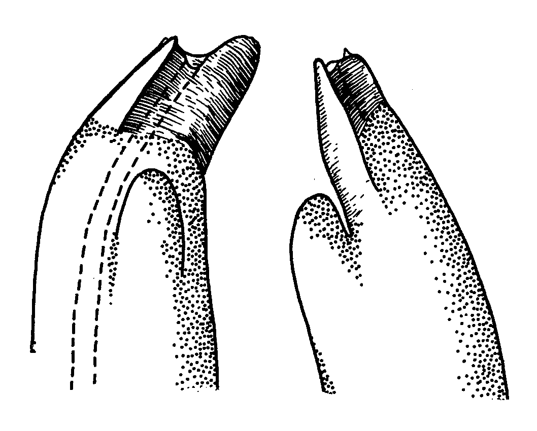 Uca pugnax pugnax: Crane (1975) image