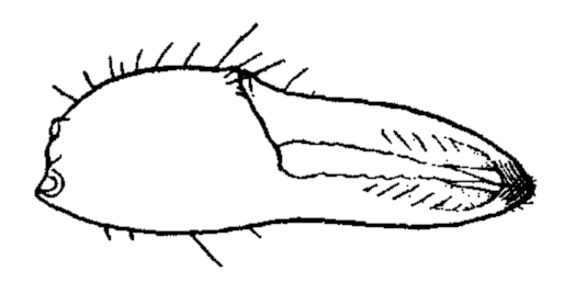 Uca pygmaea: Crane (1941) image