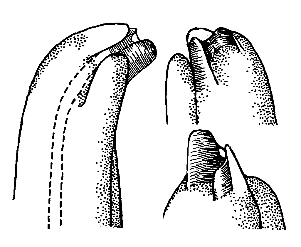 Uca pygmaea: Crane (1975) image