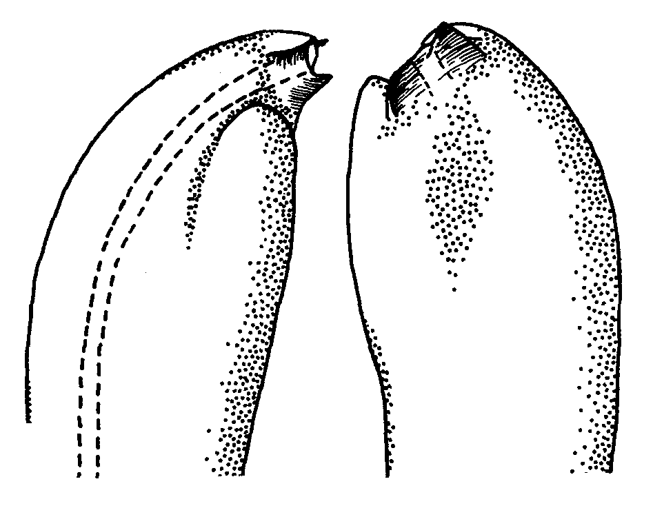 Uca rosea: Crane (1975) image