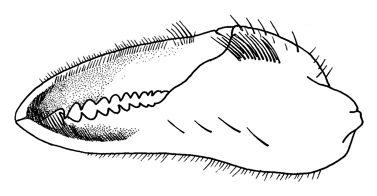 Uca seismella: Crane (1975) image