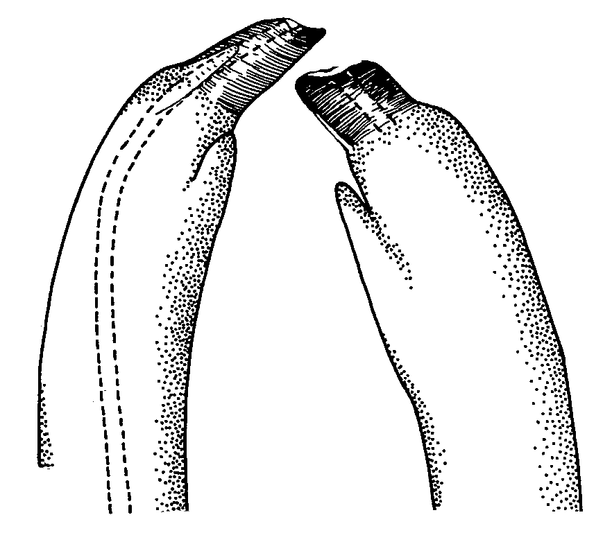 Uca speciosa spinicarpa: Crane (1975) image