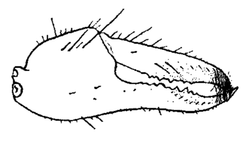 Uca stenodactyla: Crane (1941) image