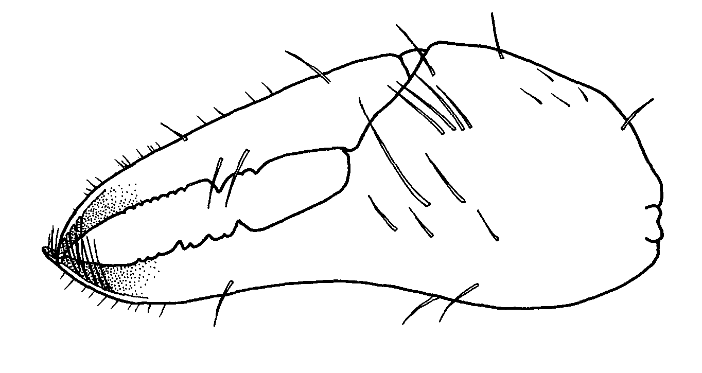Uca stenodactylus: Crane (1975) image