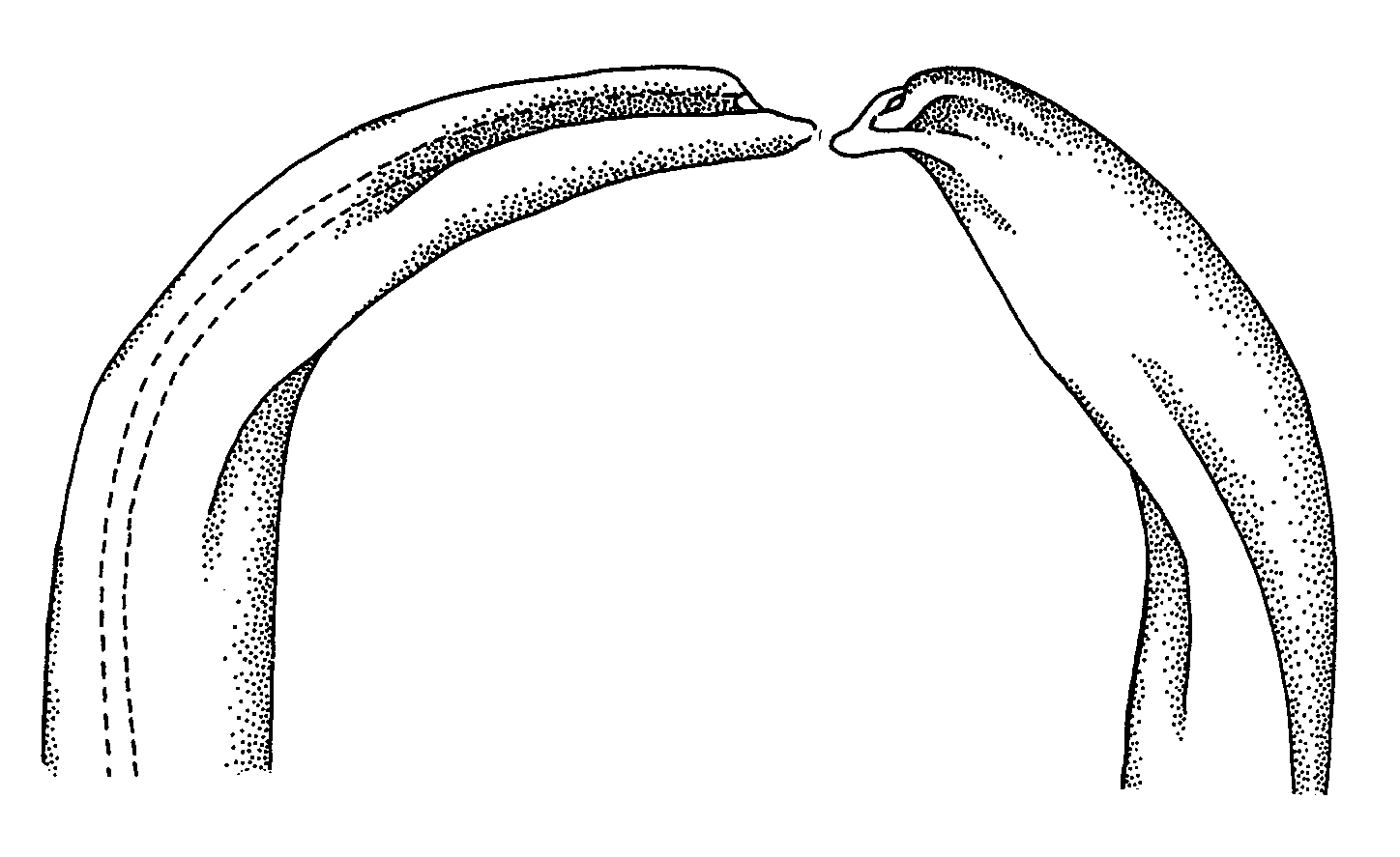 Uca stylifera: Crane (1975) image