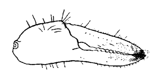 Uca tenuipedis: Crane (1941) image