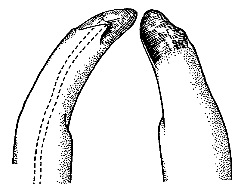 Uca tenuipedis: Crane (1975) image