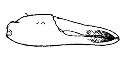 Uca tomentosa: Crane (1941) image