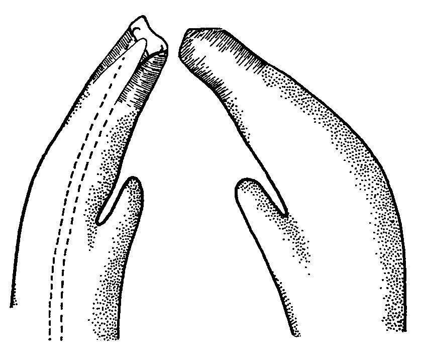Uca tomentosa: Crane (1975) image