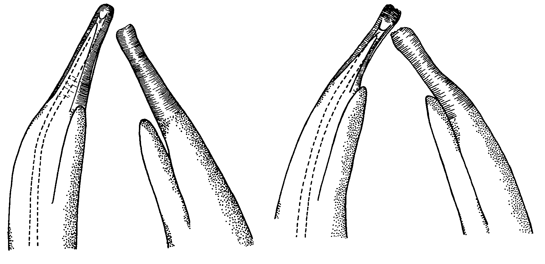 Uca triangularis triangularis: Crane (1975) image