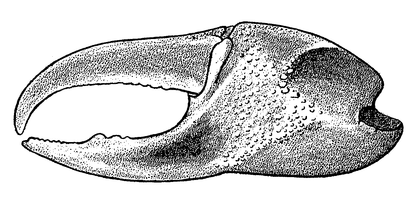 Uca vocator ecuadoriensis: Crane (1975) image