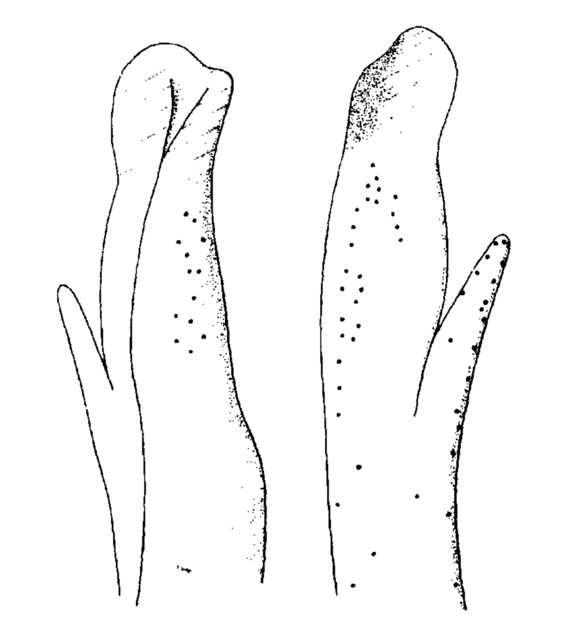 Uca annulipes: Crosnier (1965) image