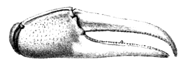 Gelassimus Huttoni: Filhol (1885) image