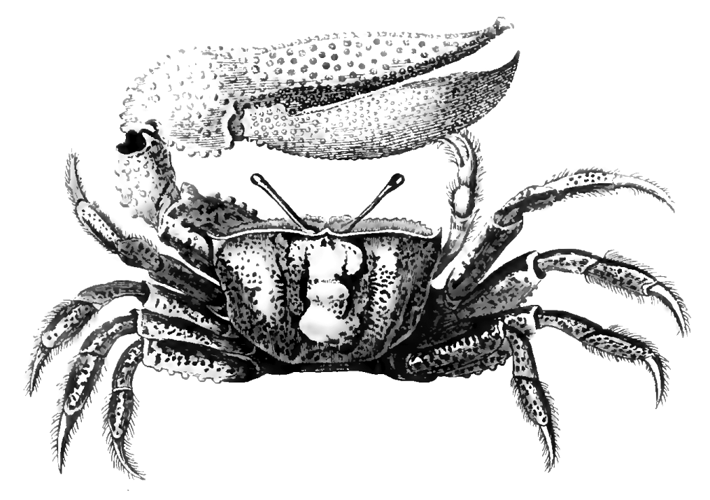 Gelasima Maracoani: Latreille (1818) image