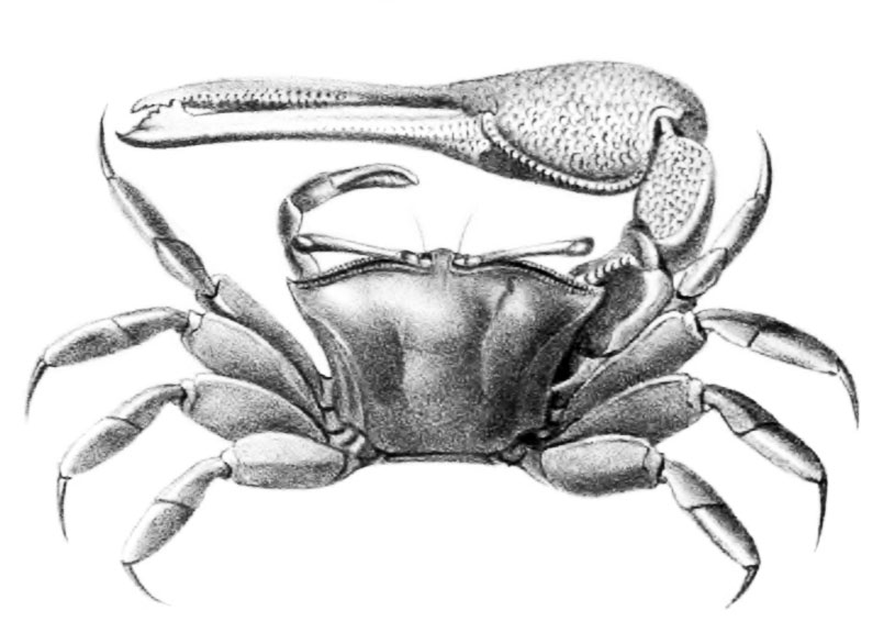 Gelasimus coarctatus: Milne-Edwards (1873) image