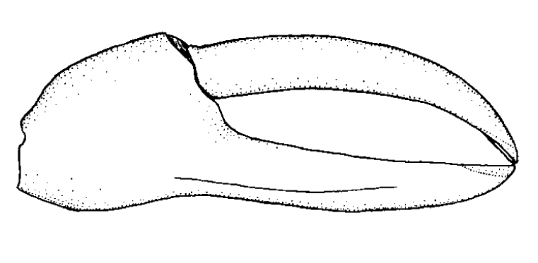 Uca cryptica: Naderloo <em>et al.</em> (2010) image