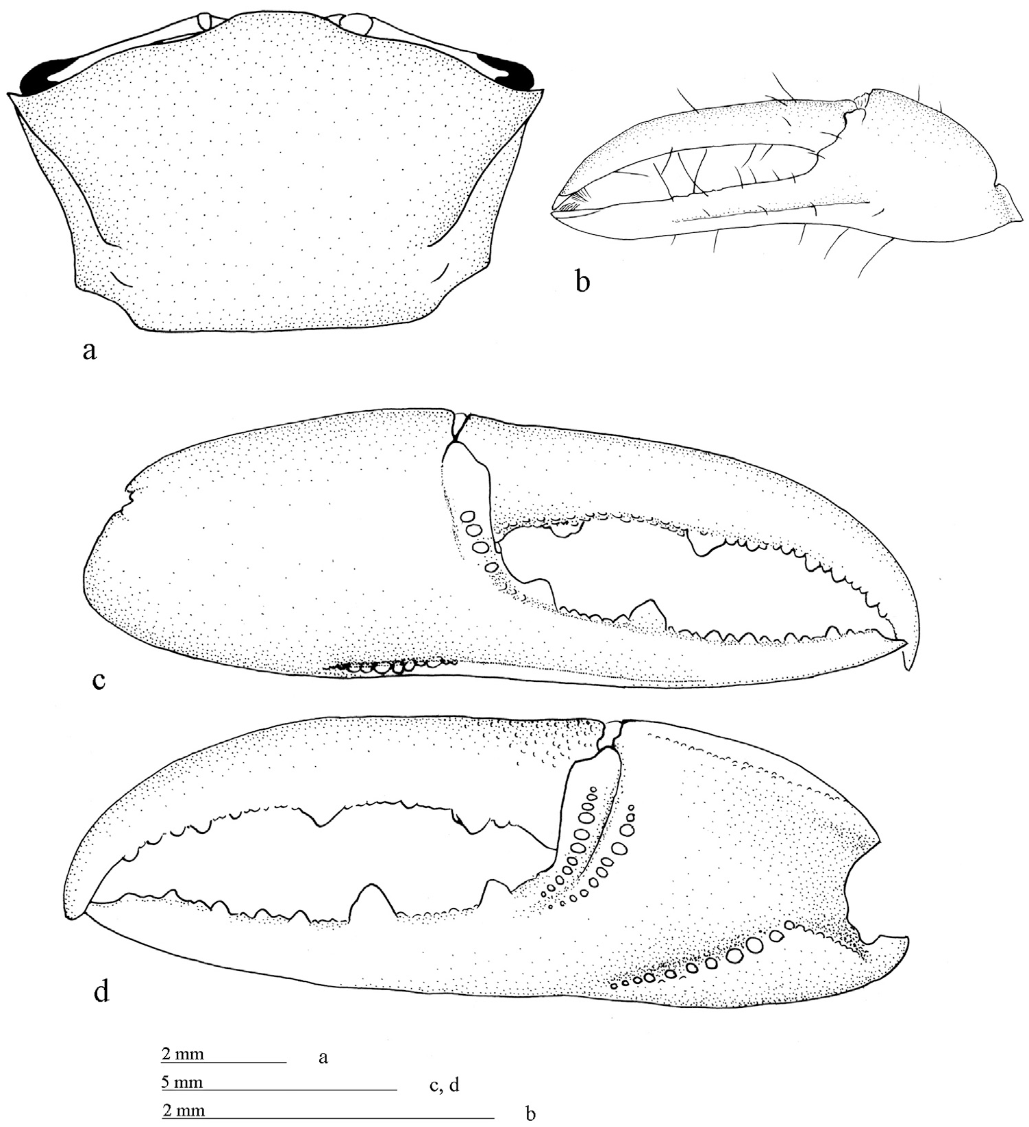 Uca occidentalis: Naderloo <em>et al.</em> (2016) image