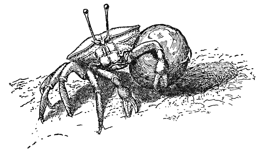 Uca rathbunæ carrying a load from her burrow: Pearse (1912) image