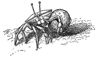 Uca rathbunæ carrying a load from her burrow thumbnail